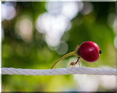 What do the busy ants eat?