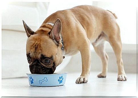 What is the cost of dog food?