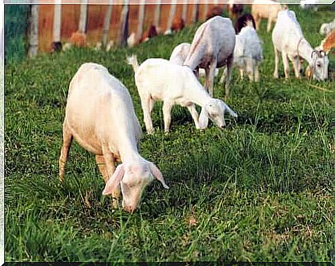 Animal ethologist observes goats