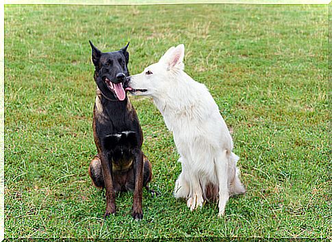 Dogs also lick each other off