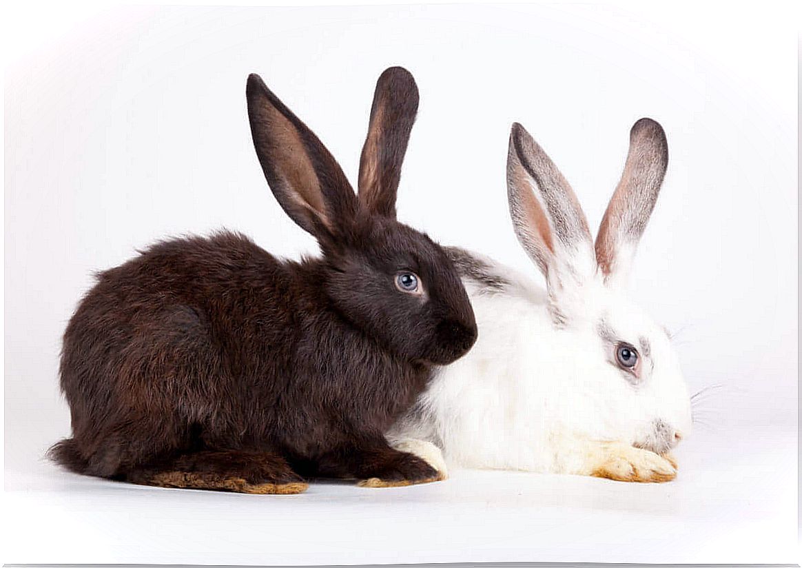 Animal generation - black and white rabbits