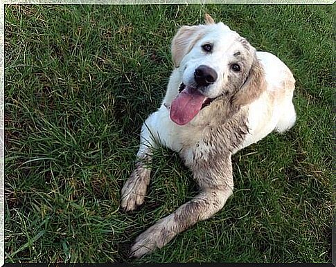 Canine ethology studies the behavior of dogs