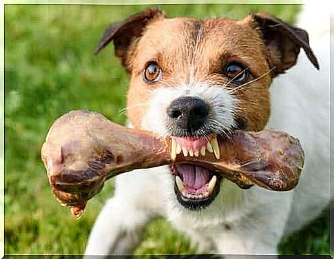 What is Diet-Related Aggression in Dogs?