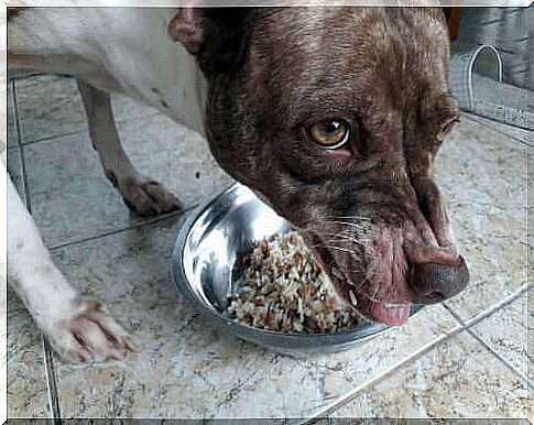 Diet-related aggressions - dog defends food bowl