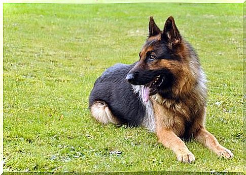 Hip dysplasia in dogs - German Shepherd