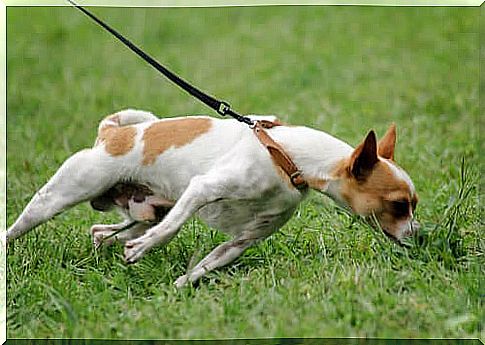 Dog pulls during leash training