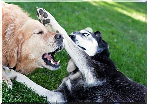 Dog fight