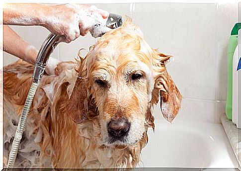 The dog bath really doesn't have to be a trauma.