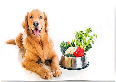 The vegetables that are harmful to dogs