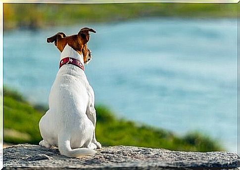 Dog at a lake