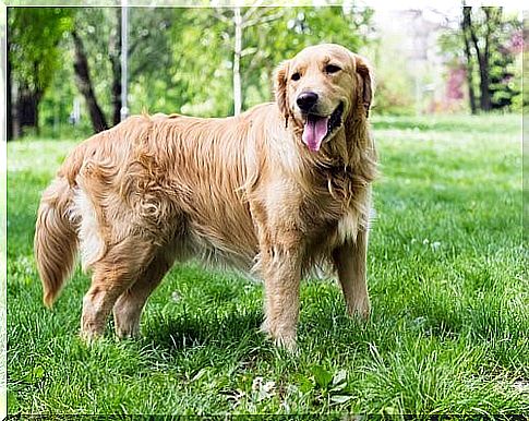 Dog with a relaxed tail in a meadow