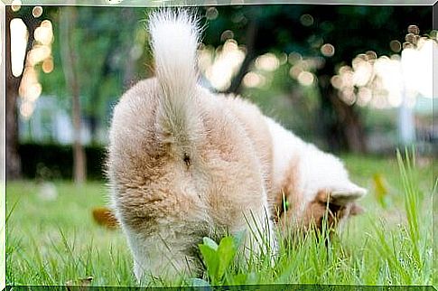 Dog with its tail up