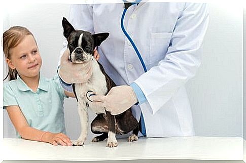 Dog at the vet