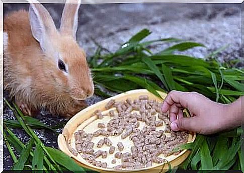 Anorexia in rabbits