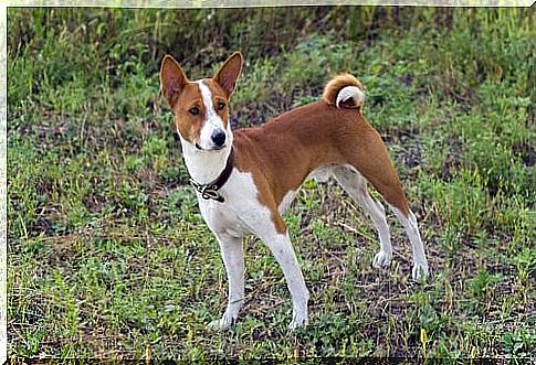 What breed of dog barks the least - Basenji