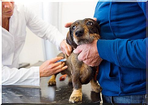 What vaccinations are required for your pet?