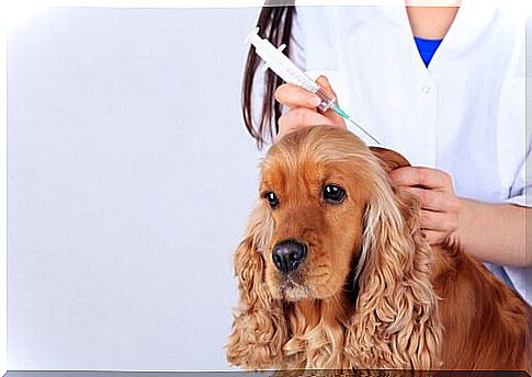 Vaccinations for the dog