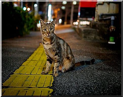 Cat Colonies and Diseases