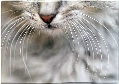 Whiskers of the cat