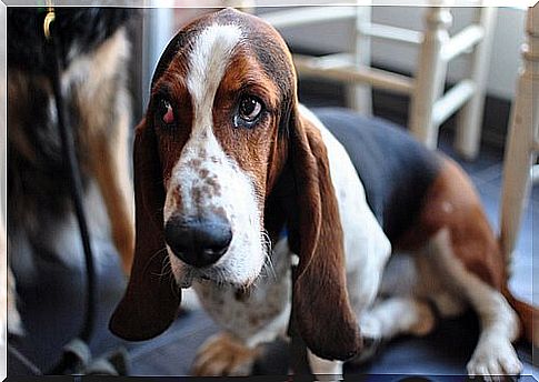 Bindehautentzündung kommt oft bei Basset Hounds vor