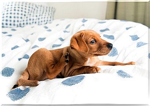 Dog scratching in bed