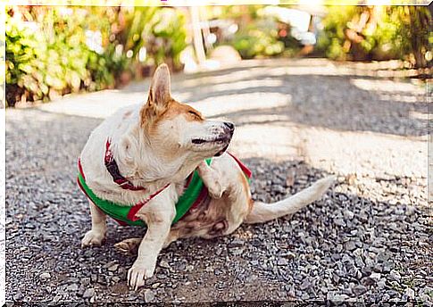 Dog scratching on the street