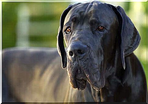 Why do very large dogs have shorter lives?