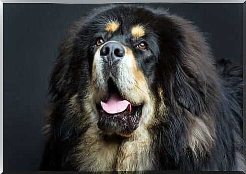 Tibetan mastiff