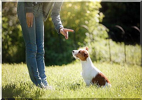 Why is dog training important?