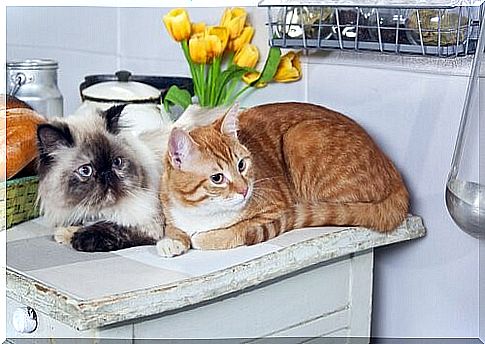 Two cats - cats in the kitchen