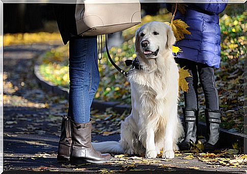 Dog with mistress and master